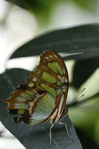 Close-up of butterfly on leaf