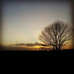 Silhouette of bare trees at sunset