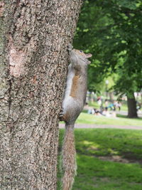 Close-up of squirrel on tree trunk