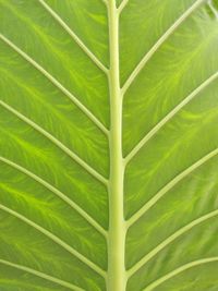 Full frame shot of green leaves