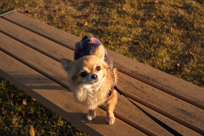 High angle view of dog on wooden bench