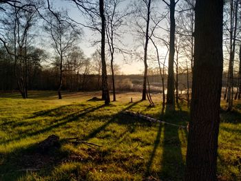 Trees on field against sky