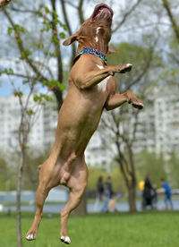 Close-up of a dog on field