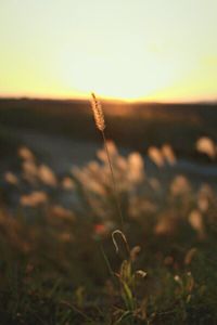 Close-up of plants growing on field at sunset