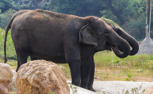 Close-up of elephant in water