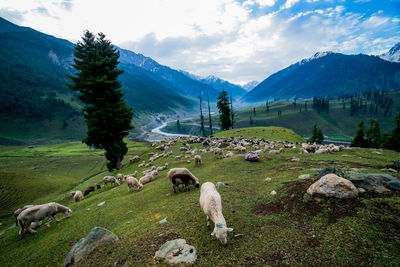 Sheep grazing in a field