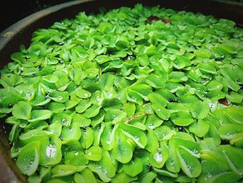 Full frame shot of fresh green leaf