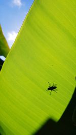 Close-up of insect on leaf