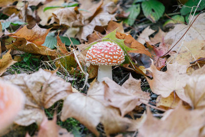 Close-up of mushrooms on dry leaves on field