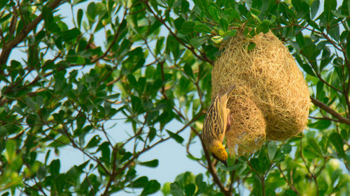 Low angle view of lizard on tree