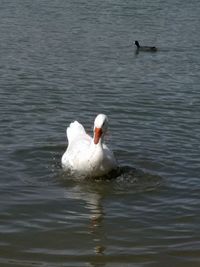 Two swans swimming in water