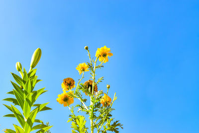 Low angle view of yellow flowering plant against clear blue sky