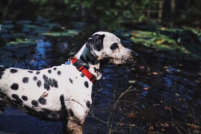 Close-up of dog