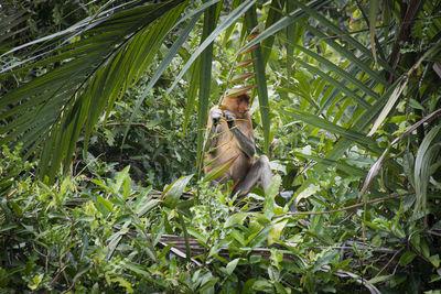 Proboscis monkey on tree