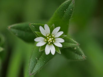 Close-up of flowering plant leaves