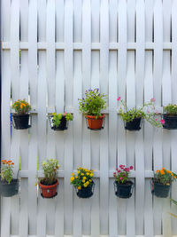 Potted plants against white wall