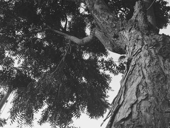 Low angle view of tree against sky