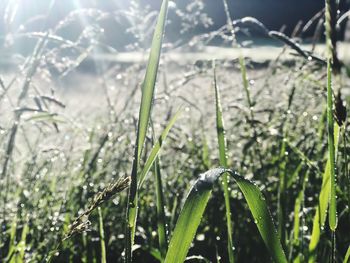 Close-up of wet grass during rainy season