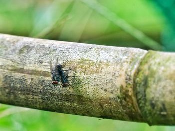 Close-up of ant on tree trunk