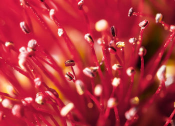 Close-up of red flowering plant