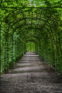 Plant covered archway at park