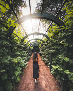 Rear view of woman standing against trees