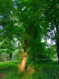 Trees growing in forest