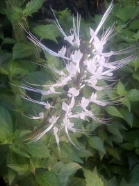 High angle view of flowering plant