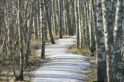 Dirt road amidst trees in forest