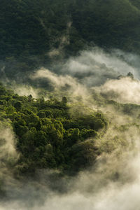 Aerial view of trees growing in forest during foggy weather