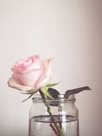 Close-up of pink roses in vase against white background