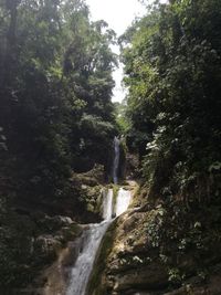 River flowing amidst trees in forest