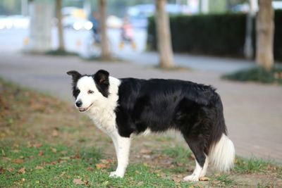 Side view of dog standing on land