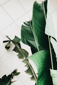 Close-up of leaves
