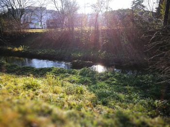 Scenic view of lake by trees against sky
