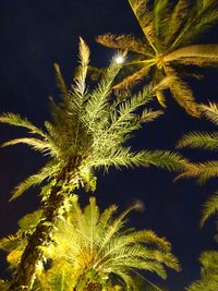 Low angle view of palm trees