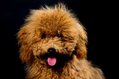 Close-up of dog against black background