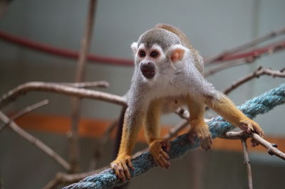 Portrait of monkey on tree branch in zoo