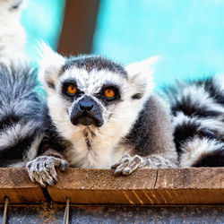 Portrait of lemur sitting in cage