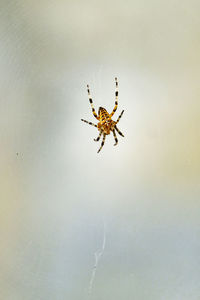 Close-up of spider