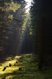 Trees in forest