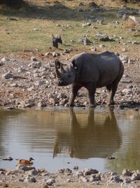 View of horse drinking water