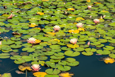 High angle view of water