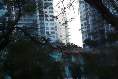 Low angle view of trees against sky