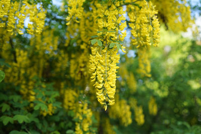 Close-up of yellow flowering plant