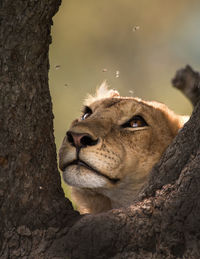 Close-up of lioness by tree trunk