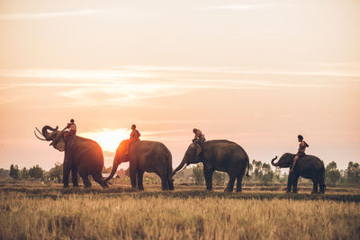 Horses on field against sky during sunset