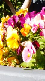 Close-up of pink flowers