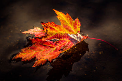 Close-up of dry maple leaves during autumn