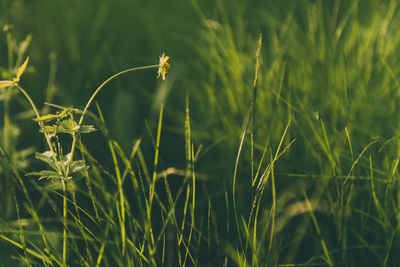 Close-up of crops growing on field